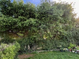 Daily Living in Service to Healing the Earth - The Earth Caretaker Way