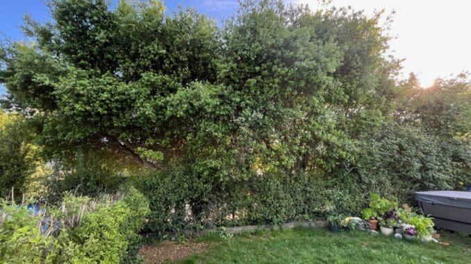 Daily Living in Service to Healing the Earth - The Earth Caretaker Way